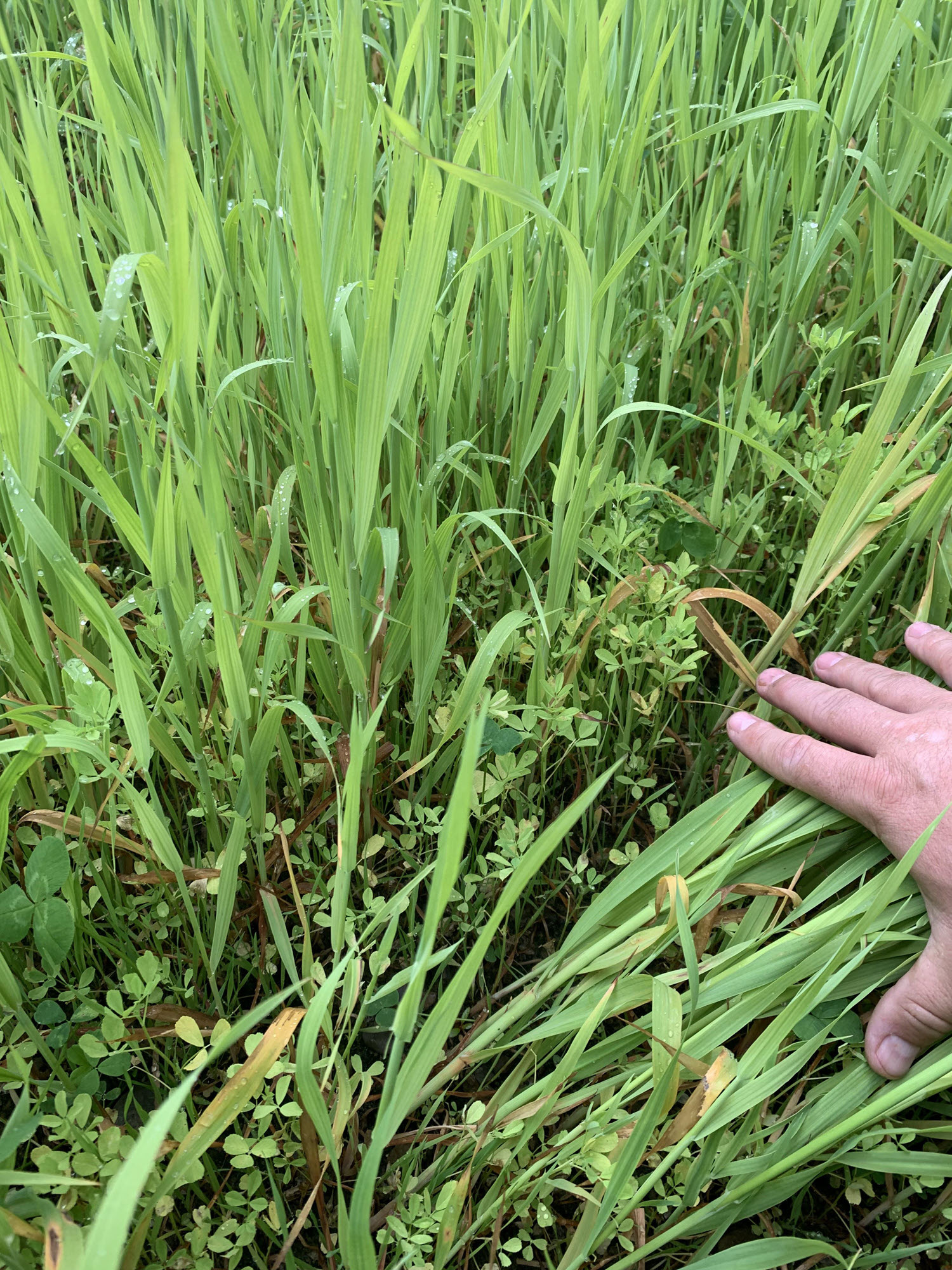 Cover Crop